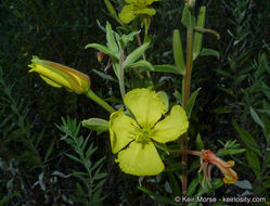 Imagem de Oenothera elata subsp. hirsutissima (A. Gray ex S. Wats.) W. Dietrich