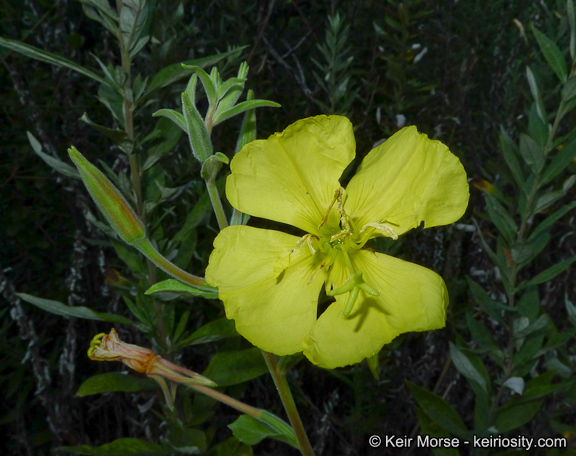 Image of Hooker's evening primrose