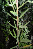 Imagem de Oenothera elata subsp. hirsutissima (A. Gray ex S. Wats.) W. Dietrich