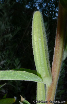 Image of Hooker's evening primrose