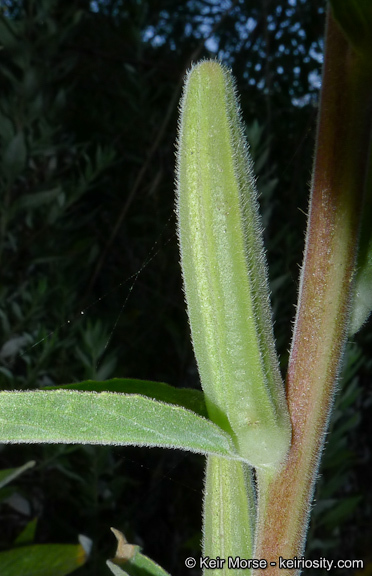 Imagem de Oenothera elata subsp. hirsutissima (A. Gray ex S. Wats.) W. Dietrich