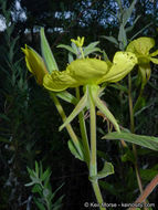 Image of Hooker's evening primrose