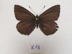 Image of <i>Polyommatus orphicus</i>