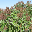 Image of laurel sumac