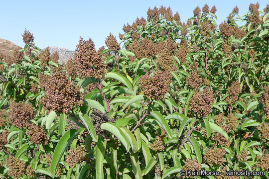 Image of laurel sumac