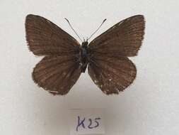 Image of <i>Polyommatus orphicus</i>