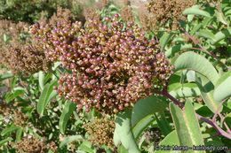 Image of laurel sumac