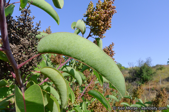 Plancia ëd Malosma laurina (Nutt. ex Torr. & Gray) Engl.