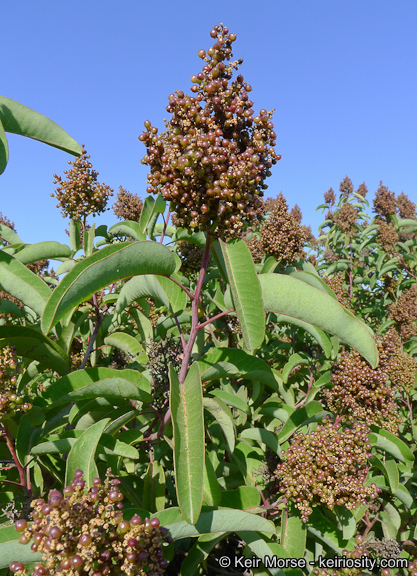 Plancia ëd Malosma laurina (Nutt. ex Torr. & Gray) Engl.