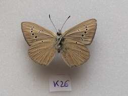 <i>Polyommatus orphicus</i> resmi