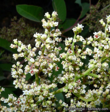 Image of laurel sumac