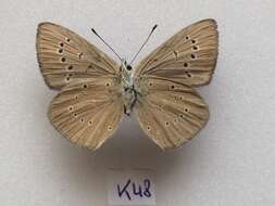 صورة <i>Polyommatus orphicus</i>