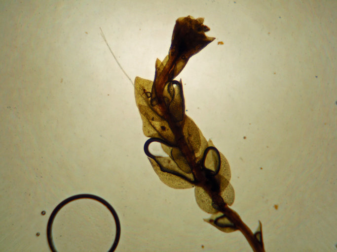 Image of tetraphis moss