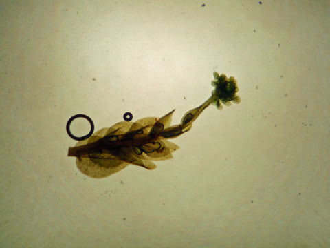 Image of tetraphis moss