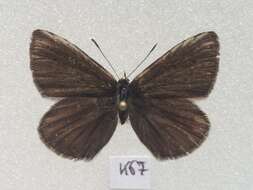 صورة <i>Polyommatus orphicus</i>