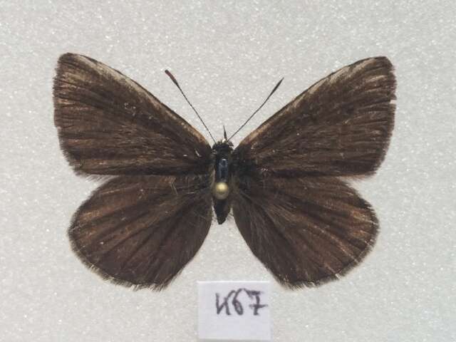 <i>Polyommatus orphicus</i> resmi