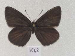 Image of <i>Polyommatus orphicus</i>