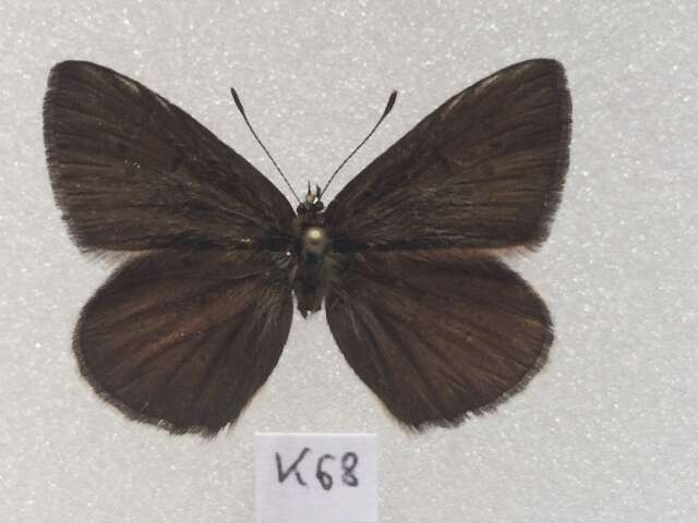 <i>Polyommatus orphicus</i> resmi