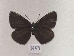 Image of <i>Polyommatus orphicus</i>