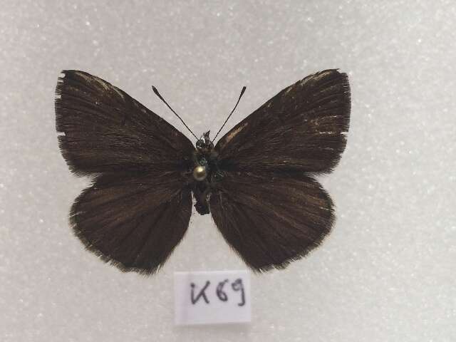 <i>Polyommatus orphicus</i> resmi