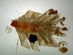 Image of Tritomaria exsectiformis (Breidl.) Schiffn. ex Loeske