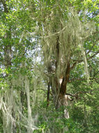 Image of Methuselah's Beard