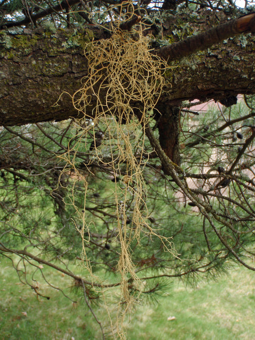 Image of Usnea schadenbergiana Göpp. & Stein