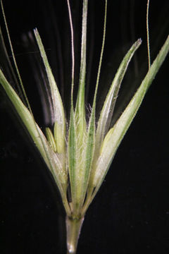 صورة Hordeum murinum subsp. leporinum (Link) Arcang.