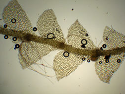 Image of Calypogeia sphagnicola (Arnell & J. Perss.) Warnst. & Loeske