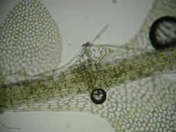 Image of Calypogeia sphagnicola (Arnell & J. Perss.) Warnst. & Loeske
