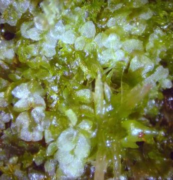 Image of Bog Pouchwort