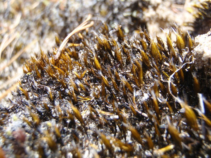 Image of golden sand moss