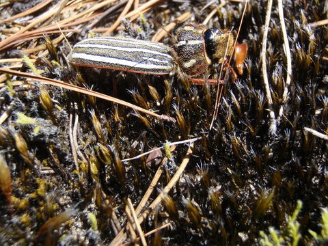 Image of golden sand moss