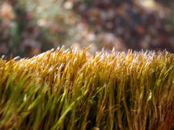 Image of golden sand moss