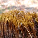 Image of golden sand moss