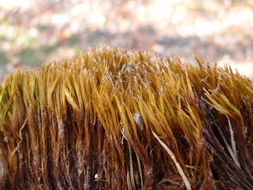 Image of golden sand moss