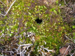 Image of awl-leaved swan-neck moss