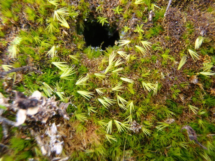 Image of awl-leaved swan-neck moss