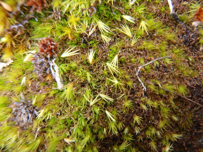 Image of awl-leaved swan-neck moss
