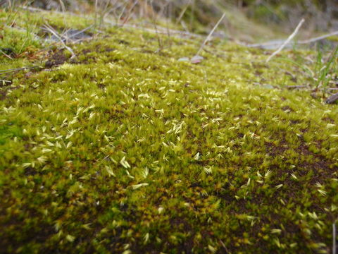 Image of awl-leaved swan-neck moss