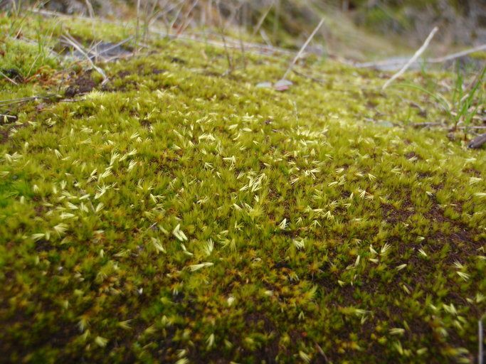 Image of awl-leaved swan-neck moss