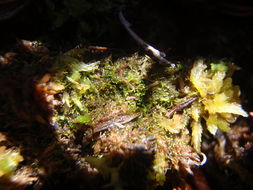 Image of Cephaloziella spinigera (Lindb.) Warnst.