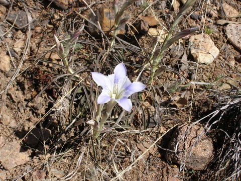 Image of Gentiana hooperi J. S. Pringle