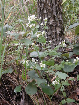 Image of Chiricahua dwarf gentian