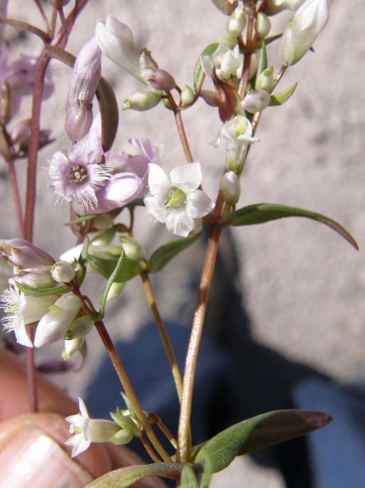 Imagem de Gentianella wislizenii (Engelm.) J. M. Gillett