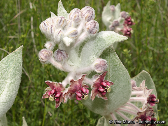 Imagem de Asclepias californica Greene