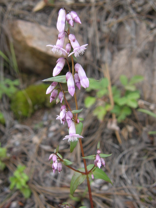 Image of Gentianella wislizenii (Engelm.) J. M. Gillett