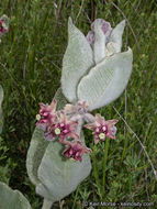 Imagem de Asclepias californica Greene