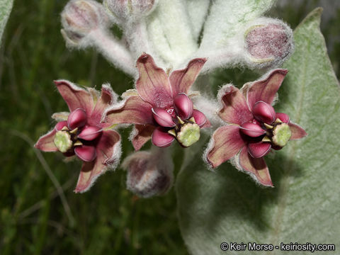 Imagem de Asclepias californica Greene