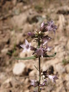 Image of Gentianella wislizenii (Engelm.) J. M. Gillett